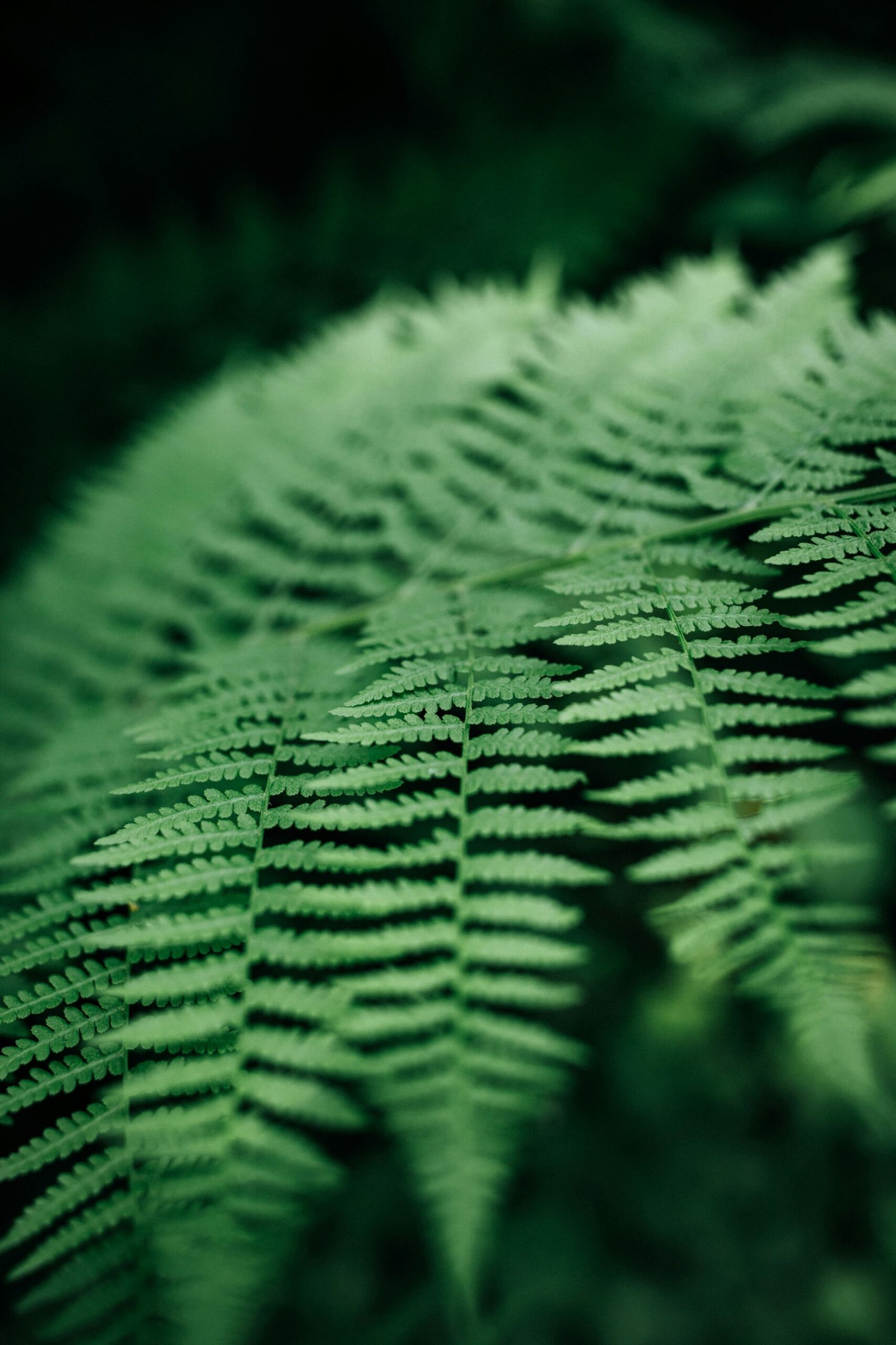 a close up of a green plant